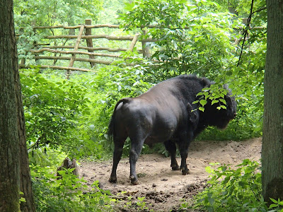 Mazury, żeglowanie, Popielno, stacja PAN, żubroń, Brutus