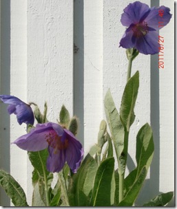 Juni-Juli 2011 133