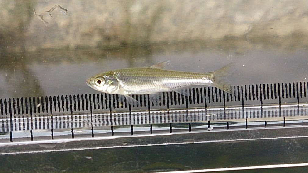 東京淡水魚図鑑 オイカワ 別名 ヤマベ ハヤ コイ科ダニオ亜科オイカワ属