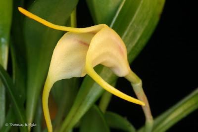 Masdevallia chasei care and culture