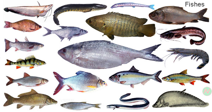 Fish Names & Pictures, Fish Vocabulary