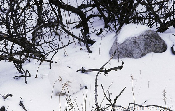 camuflagem-invisivel-animal-camouflage-photography-art-wolfe-desbaratinando (10)