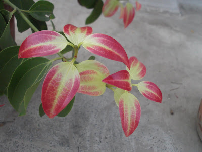 Cinnamon Plant New Red Pink Leaves