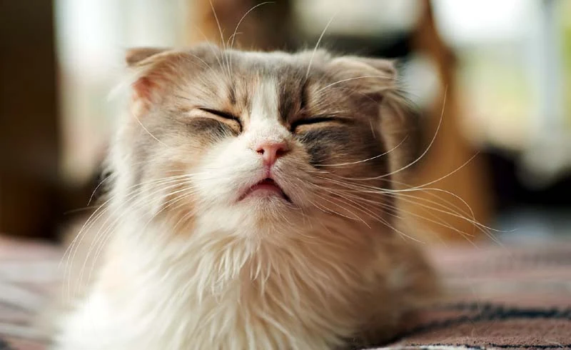 All You Need to Know about Cat Wheezing