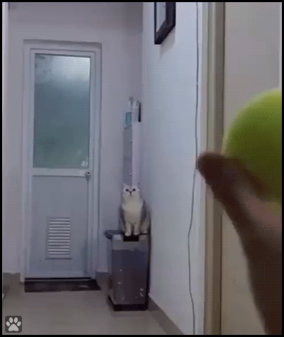 Funny Cat GIF • Crazy yellow ball hits innocent cat's head.OUCH! Unexpected end [ok-cats.com]