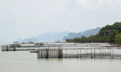 Shell farming at Koh Yao Noi