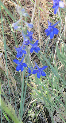 larkspur, Delphinium