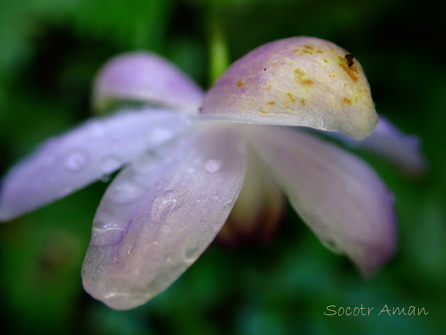 Anemonopsis macrophylla