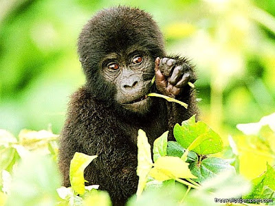 Black Monkey