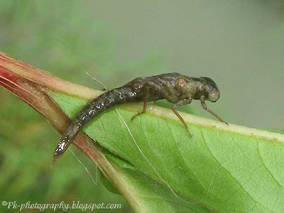 Damselfly Nymphs Picture