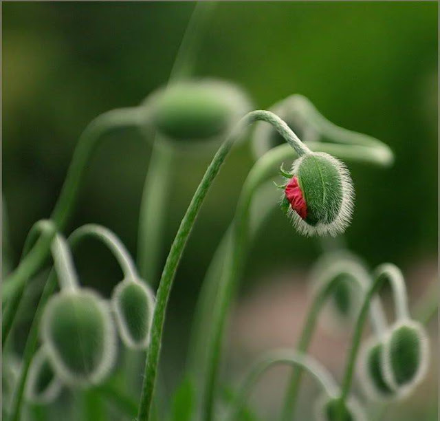 Hairy Flowers