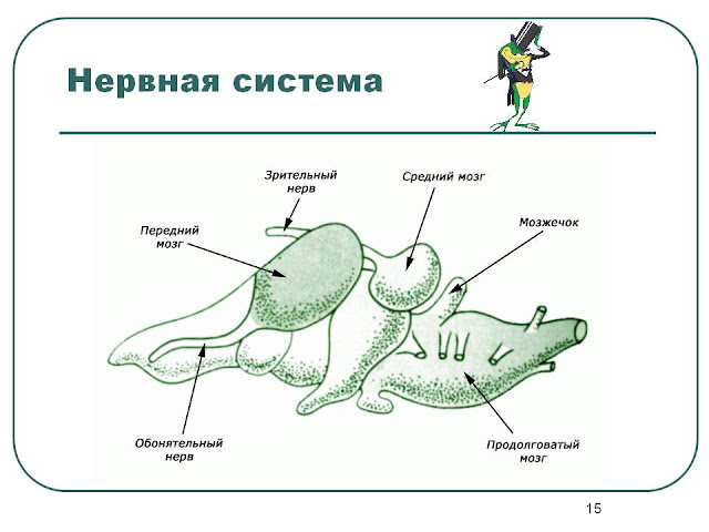 nervnaya-sistema