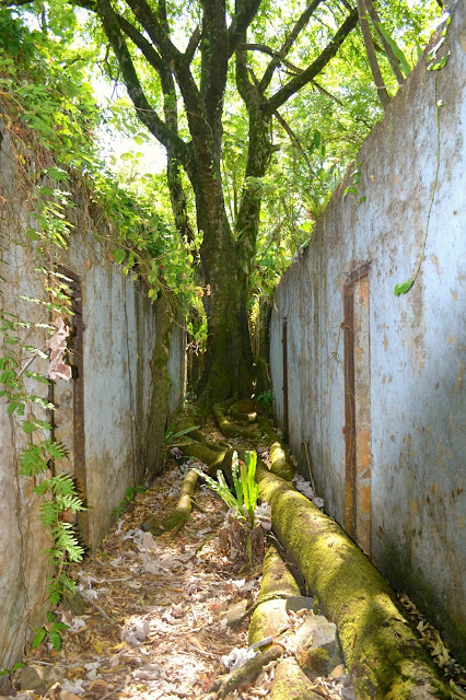 Guyane, Kourou, îles du salut,  île royale, île Saint-Joseph, île du diable, auberge, baignade, randonnée, singe, tortue, bateau, navette