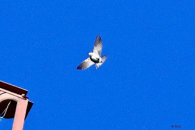 "Barn Swallow - Hirundo rustica, winter visitor, regular visitor to the radio tower."