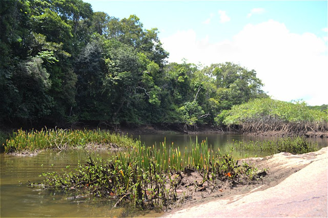 Guyane, Montsinery, crique patate