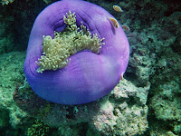 Great Barrier Reef