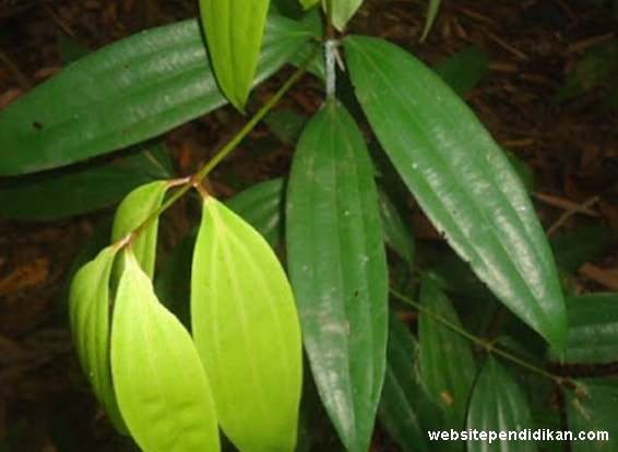 Daun kandri tulang daunnya melengkung