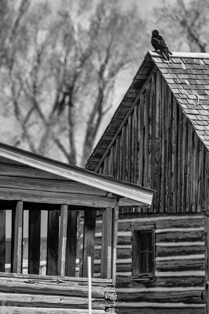 Raven on Abandoned Buildings Black and White Mormon Row Grand Tetons National Park Jackson Hole Wyoming