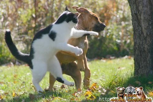 funny cat and dog