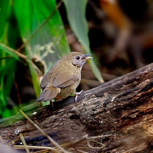 Kicauan merdu burung spot throated babbler