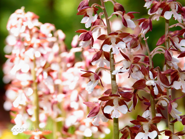 Calanthe discolor