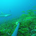 Seagrass 