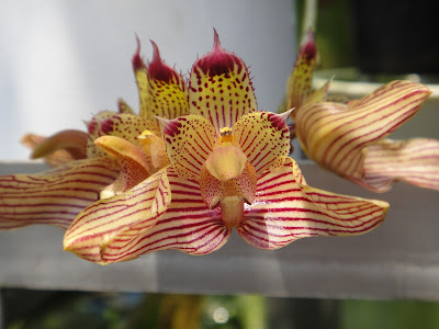 Bulbophyllum bicolor care and culture