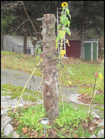 Höst 2011 040