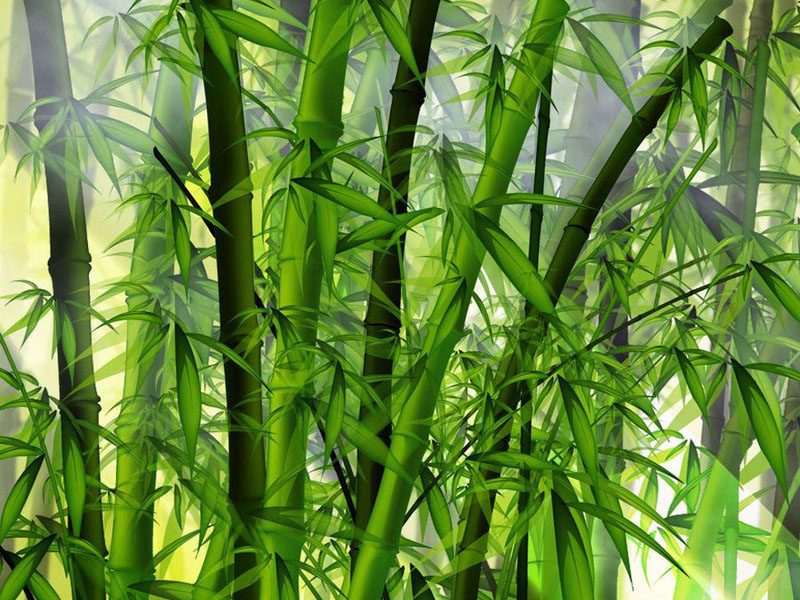  Bambu  Tanaman Ramah Lingkungan Menjadi Penghantar Listrik 