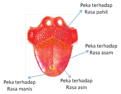  Di bagian yang kasar itu terdapat saraf pengecap rasa Nih LIDAH SEBAGAI INDRA PERASA