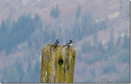 Tree Swallows