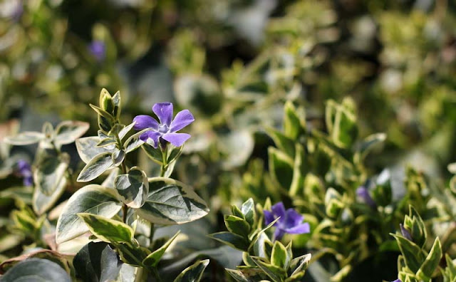 Vinca Major Variegata