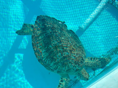 Sea turtle with missing flipper ready for release