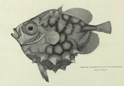  Oreosoma atlanticum Cuvier