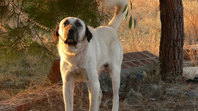 Anatolian Shepherd Popular Dog