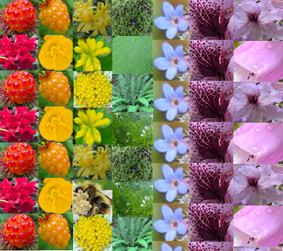 Columns of differenet pictures based on colors of the rainbow from left to right. Starting with red berries, orange berries, yellow flowers, green moss & grass, blue flowers, and purple and pink flowers