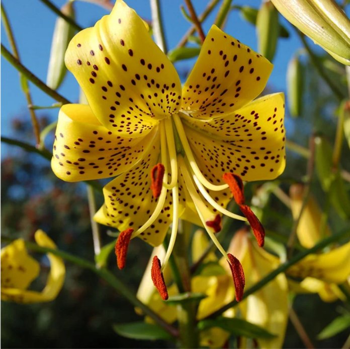 Лилия Лейхтлина (Lilium leichtlinii)