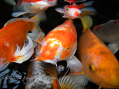 Several Koi fish in a pond, close to camera