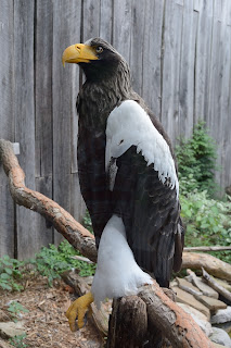 Steller's Sea Eagle at the National Aviary in Pittsburgh