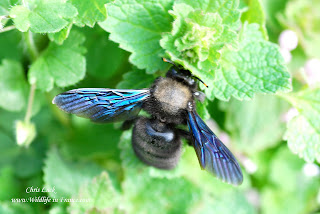 Xylocopa violacea France