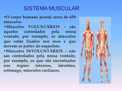 Sistema muscular