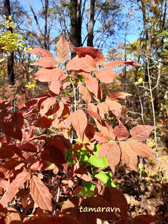 Бересклет малоцветковый (Euonymus pauciflorus)