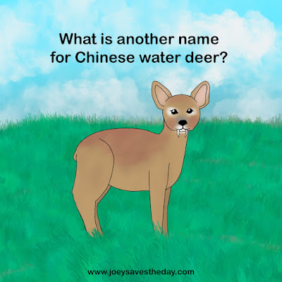 Chinese water deer