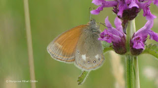 Coenonympha glycerion (female) DSC162838