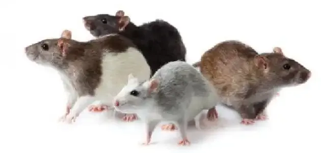 أكبر مشاكل التاريخ بسبب التخلص من الفئران: تحديات مستمرة للبشرية