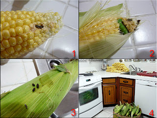 husking corn, corn borers