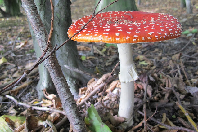 fungus - Amanita Muscaria