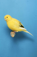About Canary Birds
