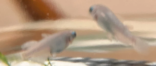 深海(しんかい)メダカ 稚魚 ２４３日目