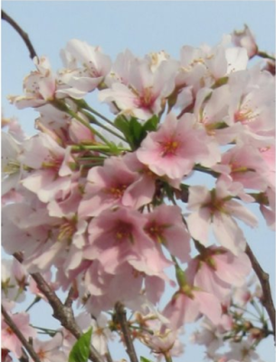 Pink Cherry Blossom Post Card